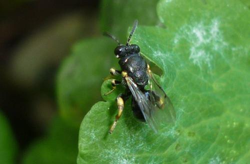 Brachymeria (tibialis-zygaeneae)